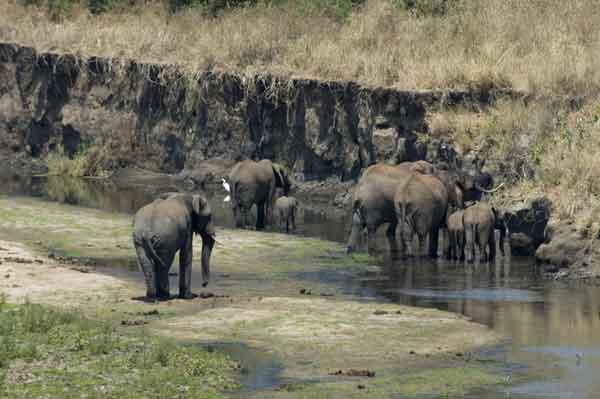 32 - Tanzania - Elefantes - parque nacional de Tarangire